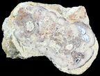 Wide Stromatolite Covered Petrified Wood Limb - California #47063-1